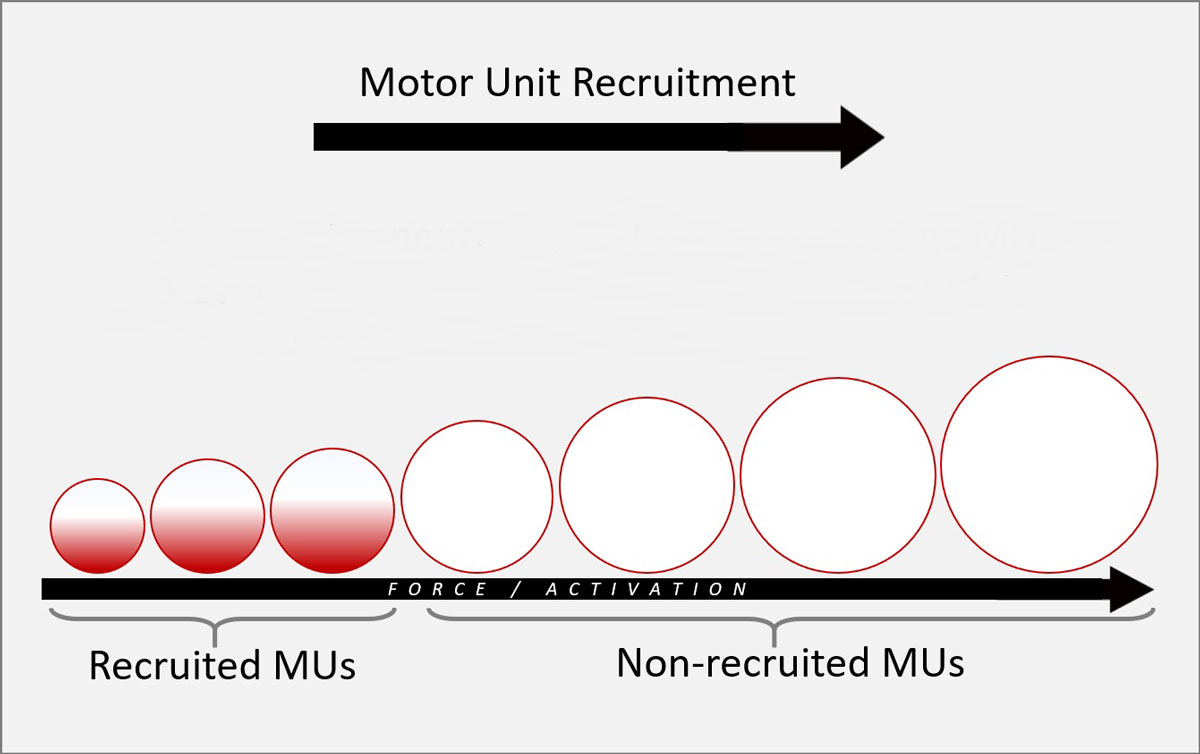 Hennemans Size Principle Diagram Motor Unit Recruitment